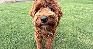Baxter joined the competition — help win amazing prizes! dog, puppy, curly_fur, apricot_fur, fluffy, portrait, outdoor, lawn, grass, house, backyard, standing, collar, pet, canine, brown, close_up, centered, daylight, residential