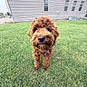 dog, puppy, curly_fur, apricot_fur, fluffy, portrait, outdoor, lawn, grass, house, backyard, standing, collar, pet, canine, brown, close_up, centered, daylight, residential