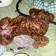 Baxter joined the competition — help win amazing prizes! dog, curly_fur, brown_fur, sleeping, lying_down, bed, bedding, pillows, blanket, bedroom, indoor, pet, relaxed, nap, floppy_ears, collar, household, cozy, photograph, resting