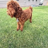 Baxter is registered to the contest to win money with this photo: dog, curly_coat, apricot_fur, fluffy, pet, canine, collar, tags, standing, outdoors, lawn, grass, backyard, residential, house, windows, garden, daylight, portrait, cute
