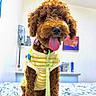 Baxter is registered to the contest to win money with this photo: dog, curly_fur, brown_fur, portrait, sitting, tongue_out, wearing_clothes, striped_shirt, leash, harness, indoor, bedroom, bed, blanket, furniture, wall_art, bright_lighting, pet, adorable, playful