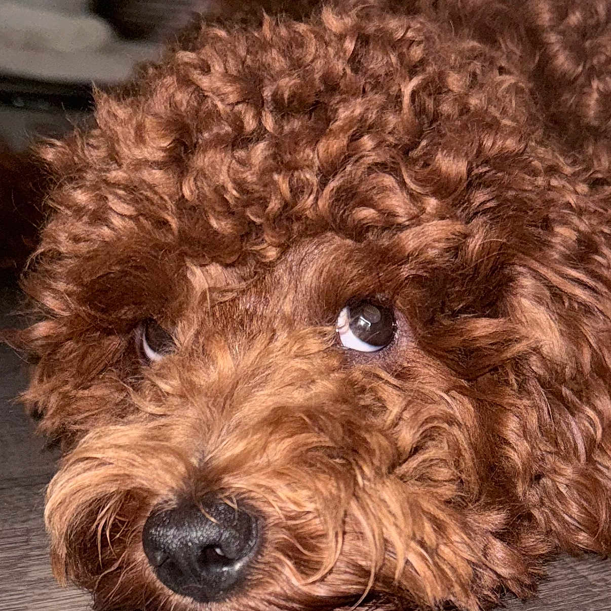 Baxter joined the competition — help win amazing prizes! dog, puppy, brown_fur, curly_fur, shaggy, fluffy, face, eyes, nose, portrait, close_up, lying_down, indoor, floor, wood_floor, pet, cute, funny, expressive, side_eye