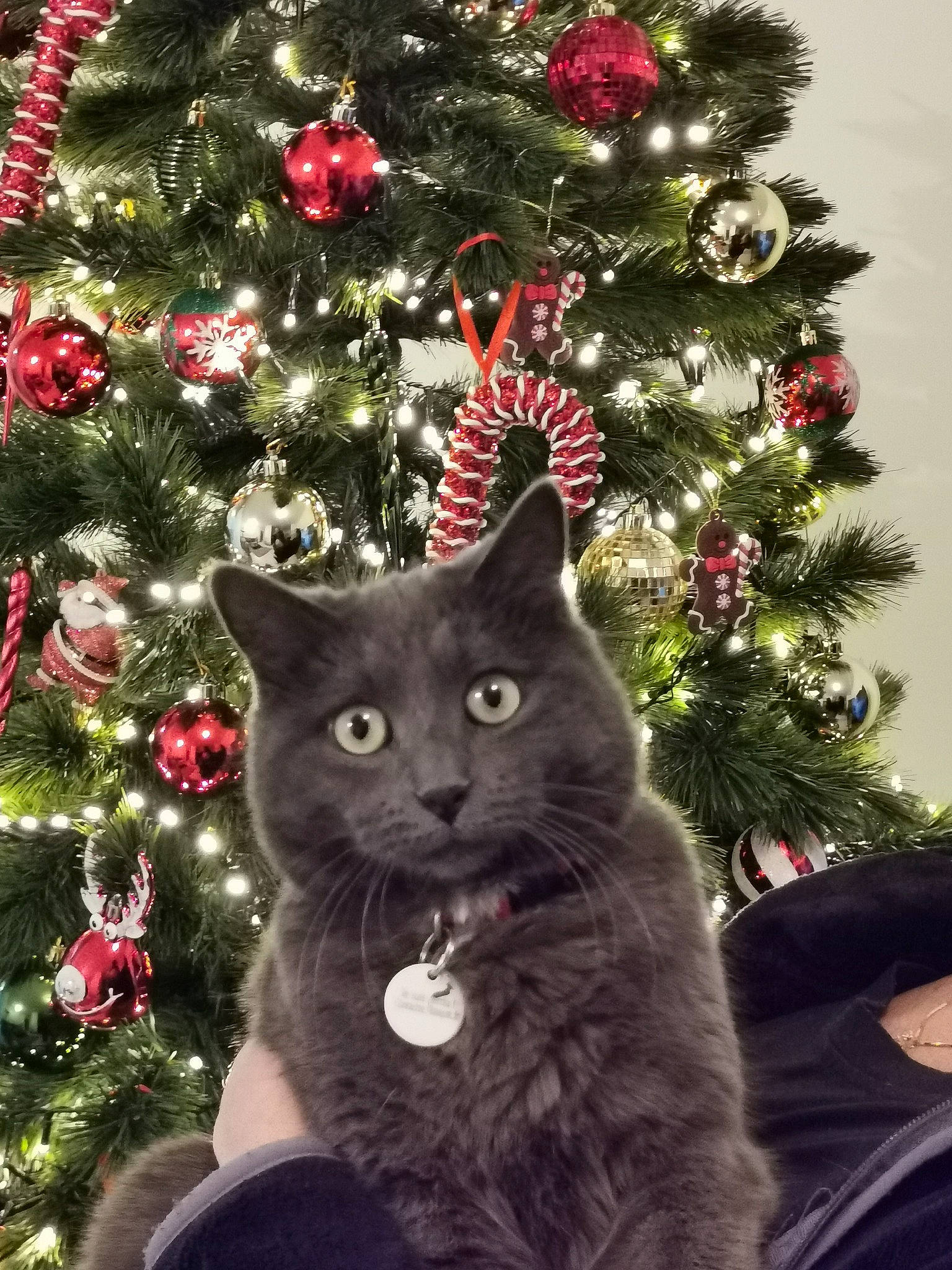 Jaja participe au concours pour gagner de l'argent avec cette photo : branch, carnivore, cat, christmas_decoration, christmas_ornament, christmas_tree, event, evergreen, felidae, holiday, holiday_ornament, leaf, light, ornament, plant, small_to_medium_sized_cats, tree, whiskers, window, woody_plant