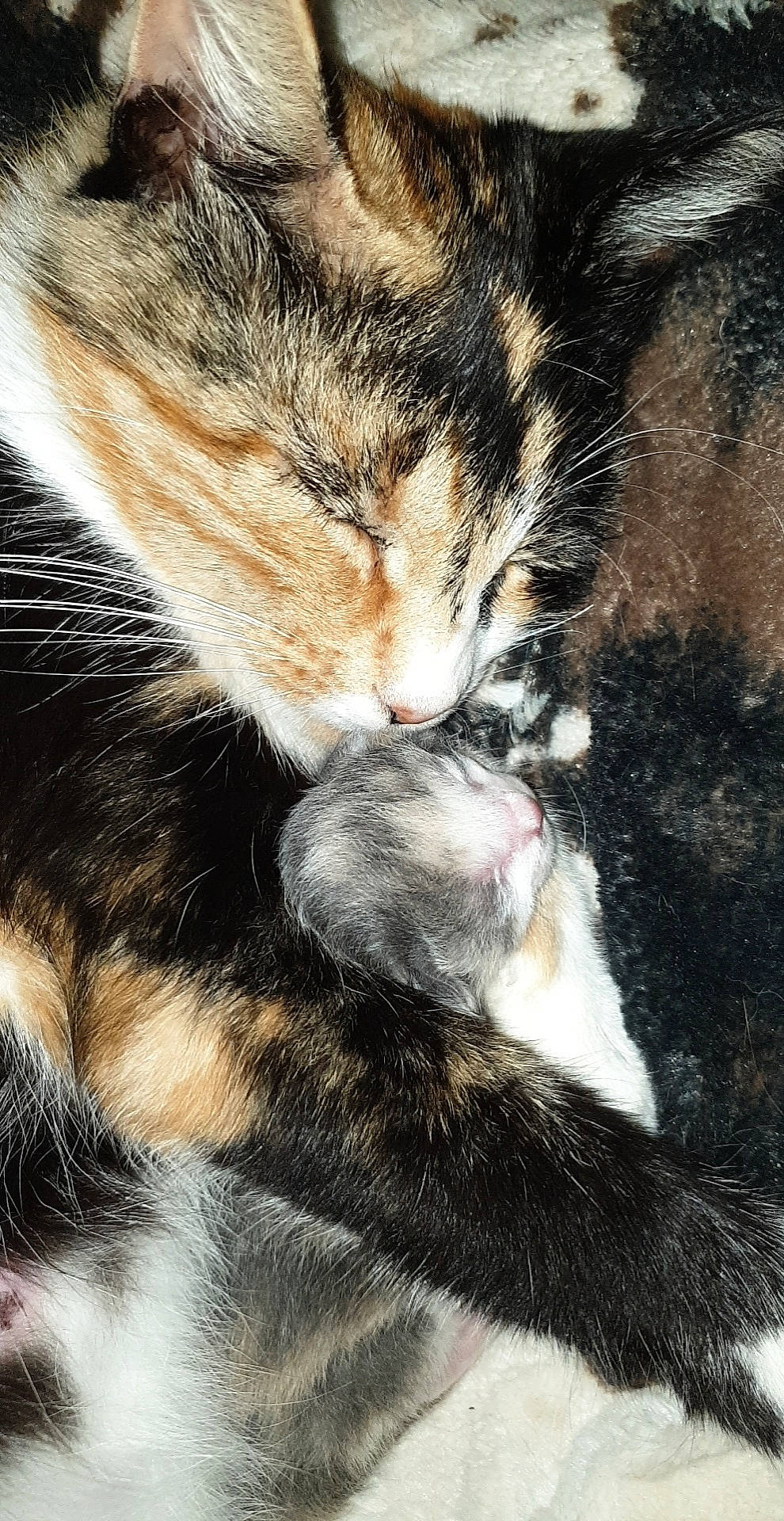 Nala participe au concours pour gagner de l'argent avec cette photo : carnivore, cat, close_up, comfort, domestic_short_haired_cat, ear, eye, fawn, felidae, fur, gesture, grass, leg, nose, organism, paw, small_to_medium_sized_cats, snout, tail, whiskers