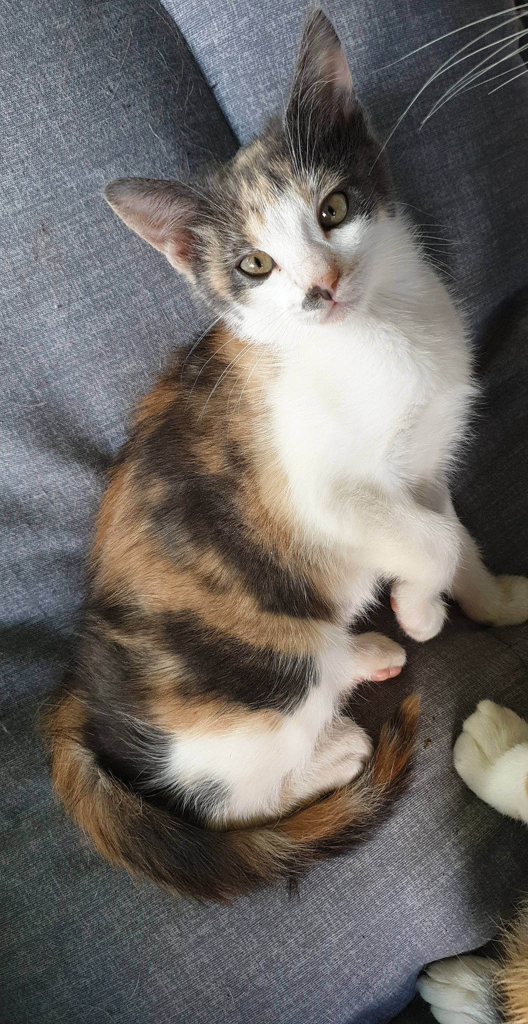 Nala participe au concours pour gagner de l'argent avec cette photo : carnivore, cat, domestic_short_haired_cat, ear, felidae, foot, fur, paw, small_to_medium_sized_cats, snout, tail, whiskers