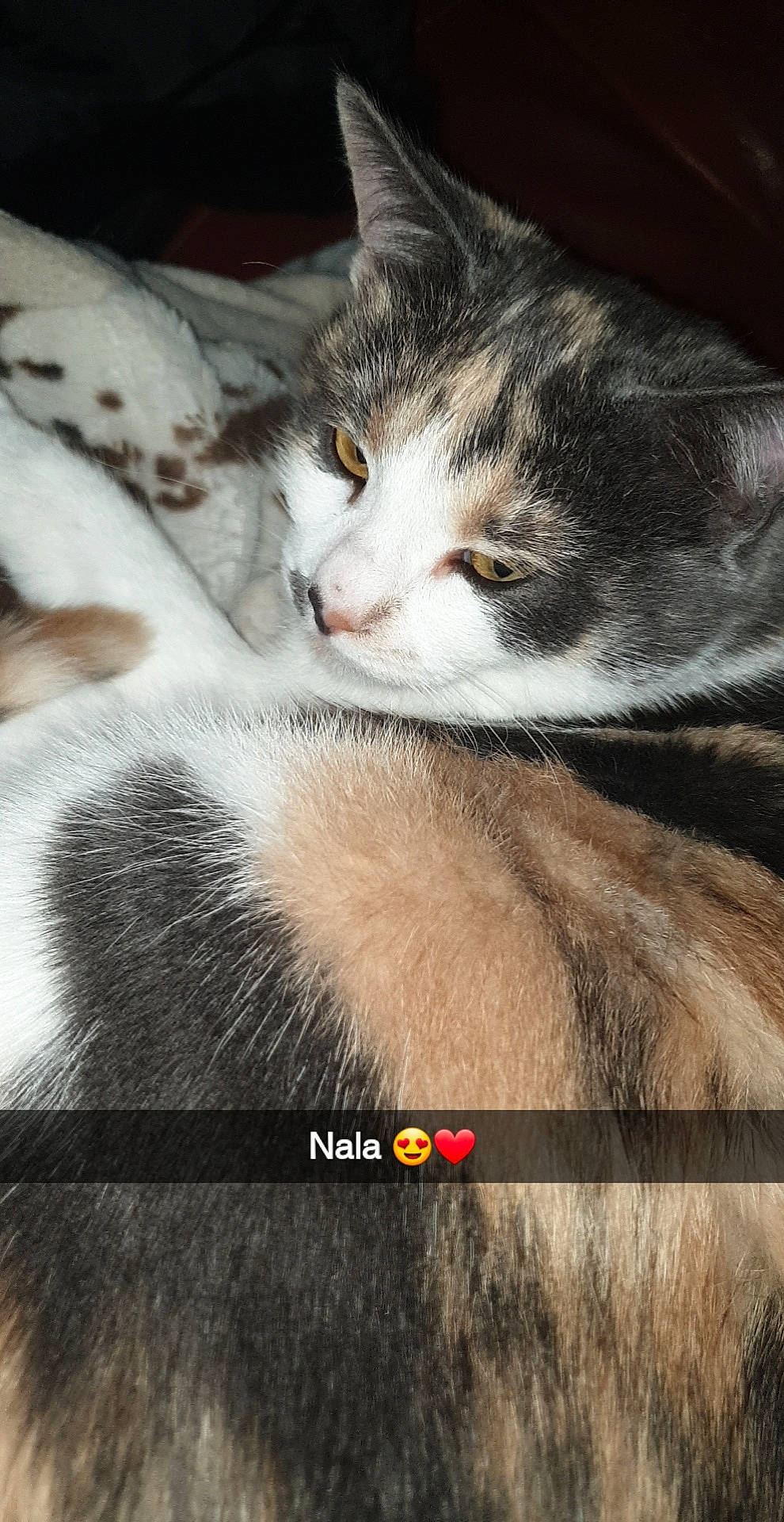 Nala a rejoint le concours — aidez-le/la à gagner de superbes lots ! carnivore, cat, close_up, cloud, comfort, domestic_short_haired_cat, felidae, fur, love, metal, paw, photo_caption, sky, small_to_medium_sized_cats, snout, tail, vertebrate, whiskers, wildlife, wood