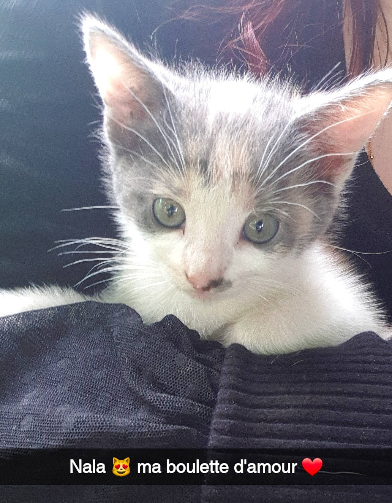 Nala participe au concours pour gagner de l'argent avec cette photo : carnivore, cat, cat_supply, claw, comfort, domestic_short_haired_cat, fawn, felidae, font, fur, paw, photo_caption, small_to_medium_sized_cats, snout, tail, whiskers