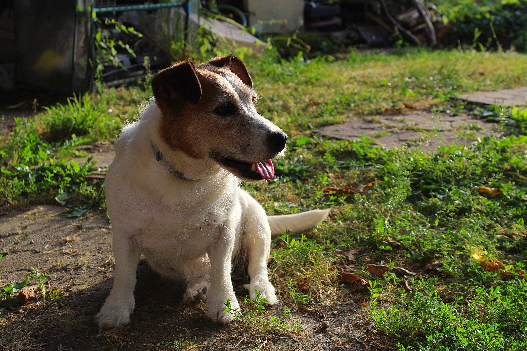 Gomette participe au concours pour gagner de l'argent avec cette photo : canidae, carnivore, dog, dog_breed, fawn, jack_russell_terrier, mammal, russell_terrier, snout, terrier, vertebrate