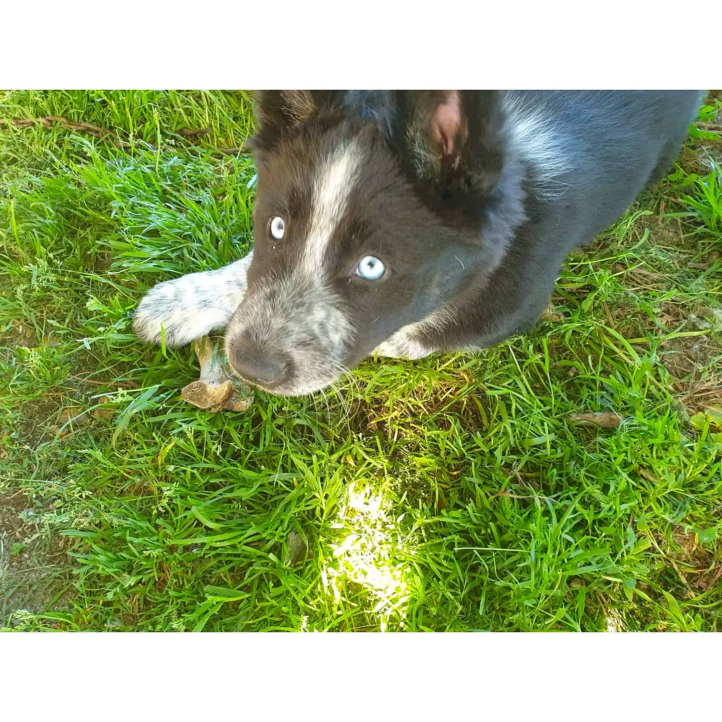 Teckila participe au concours pour gagner de l'argent avec cette photo : borador, canidae, carnivore, companion_dog, dog, dog_breed, fur, grass, grassland, groundcover, non_sporting_group, puppy, rectangle, snout, sporting_group, tail, terrestrial_animal, whiskers, working_animal