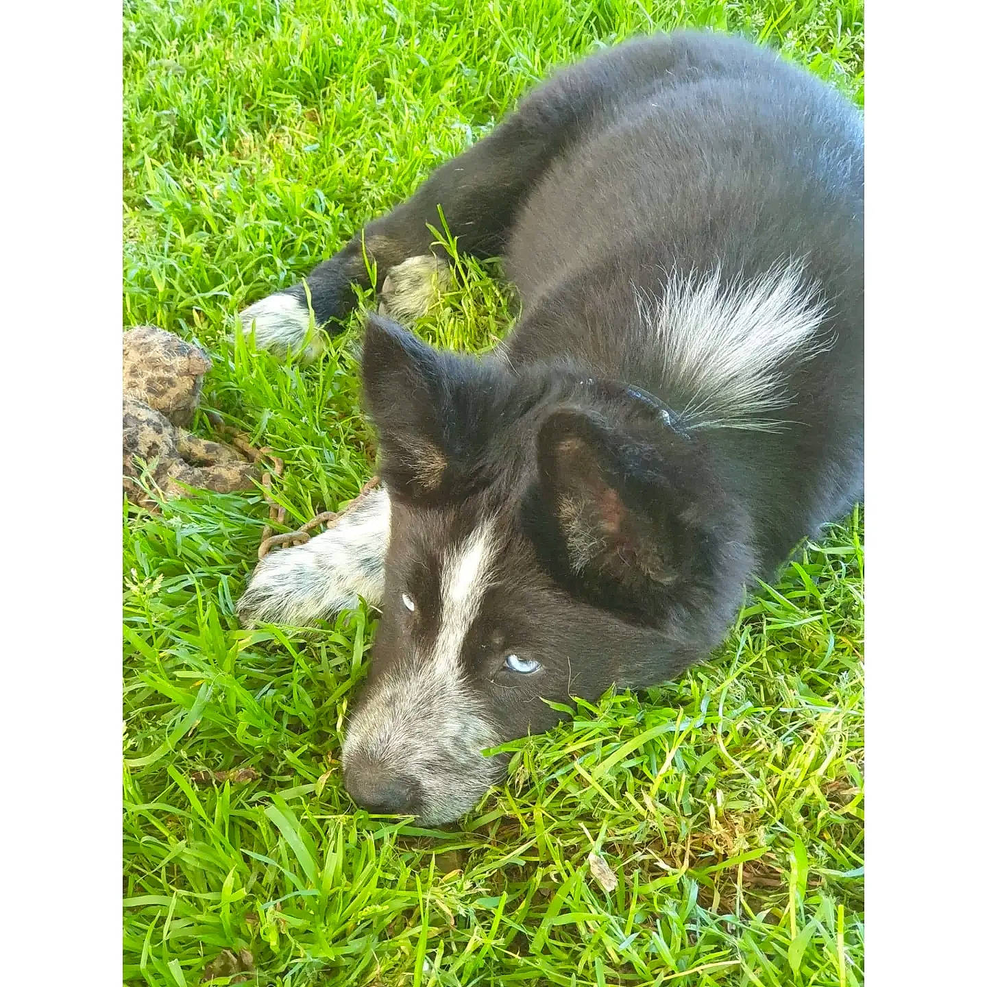 Teckila a rejoint le concours — aidez-le/la à gagner de superbes lots ! canis, carnivore, companion_dog, dog, dog_breed, fur, grass, grassland, groundcover, herding_dog, snout, tail, terrestrial_animal, whiskers, working_animal, working_dog