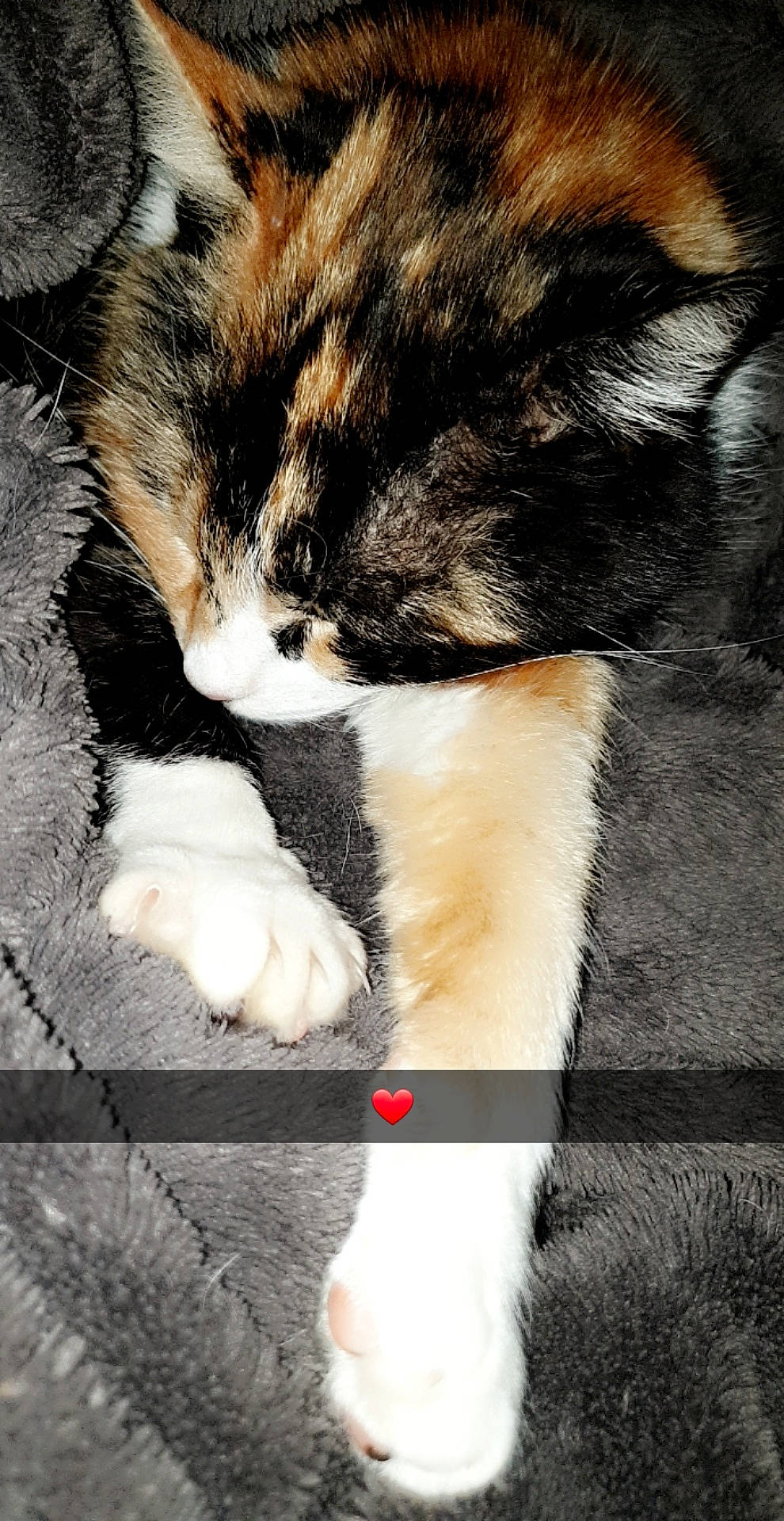 Canelle a rejoint le concours — aidez-le/la à gagner de superbes lots ! beauty, carnivore, cat, claw, close_up, comfort, domestic_short_haired_cat, felidae, fur, paw, small_to_medium_sized_cats, snout, tail, terrestrial_animal, textile, whiskers