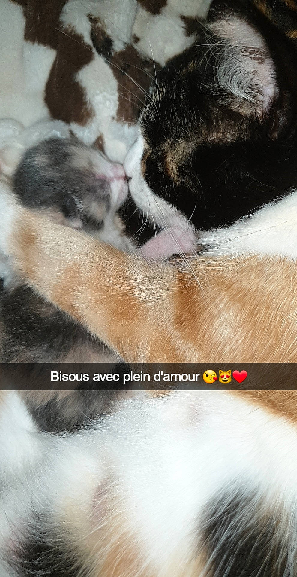 Canelle a rejoint le concours — aidez-le/la à gagner de superbes lots ! carnivore, cat, close_up, comfort, ear, eyelash, fawn, felidae, foot, fur, gesture, nose, paw, photo_caption, small_to_medium_sized_cats, snout, tail, textile, whiskers, white