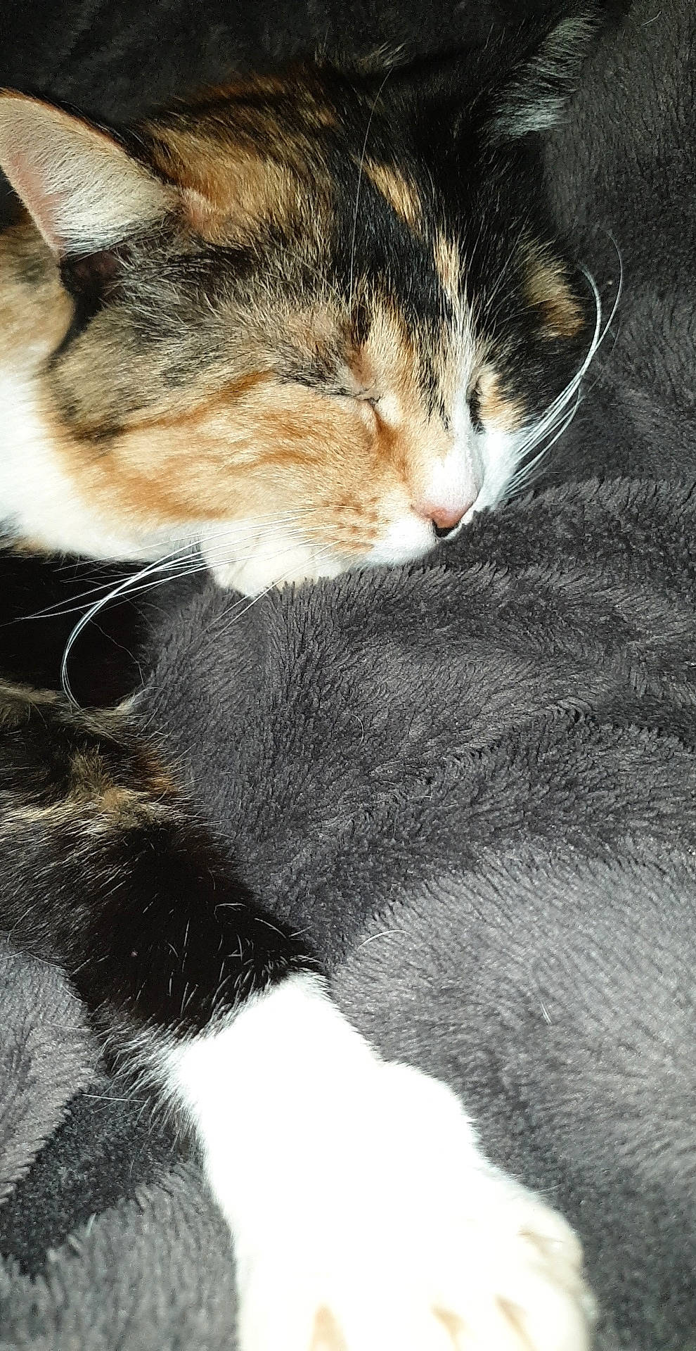 Canelle a rejoint le concours — aidez-le/la à gagner de superbes lots ! carnivore, cat, claw, close_up, comfort, domestic_short_haired_cat, felidae, fur, grass, paw, photography, small_to_medium_sized_cats, snout, tail, terrestrial_animal, whiskers