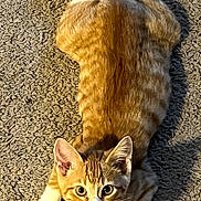 Tinz joined the competition — help win amazing prizes! animal, carpet, cat, feline, floor, fluffy_tail, home, indoor, lying_down, orange_cat, pet, photography, playful, portrait, relaxed, sunlight, tabby, toy, white_paws, wide_eyes