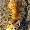 animal, carpet, cat, feline, floor, fluffy_tail, home, indoor, lying_down, orange_cat, pet, photography, playful, portrait, relaxed, sunlight, tabby, toy, white_paws, wide_eyes