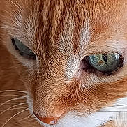 Canelle participe au concours pour gagner de l'argent avec cette photo : cat, orange_tabby, close_up, green_eyes, fur, whiskers, pet, animal, mammal, face, cute, domestic_cat, feline, portrait, calm, natural_light, soft_texture, indoor, focus, detail