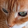 cat, orange_tabby, close_up, green_eyes, fur, whiskers, pet, animal, mammal, face, cute, domestic_cat, feline, portrait, calm, natural_light, soft_texture, indoor, focus, detail