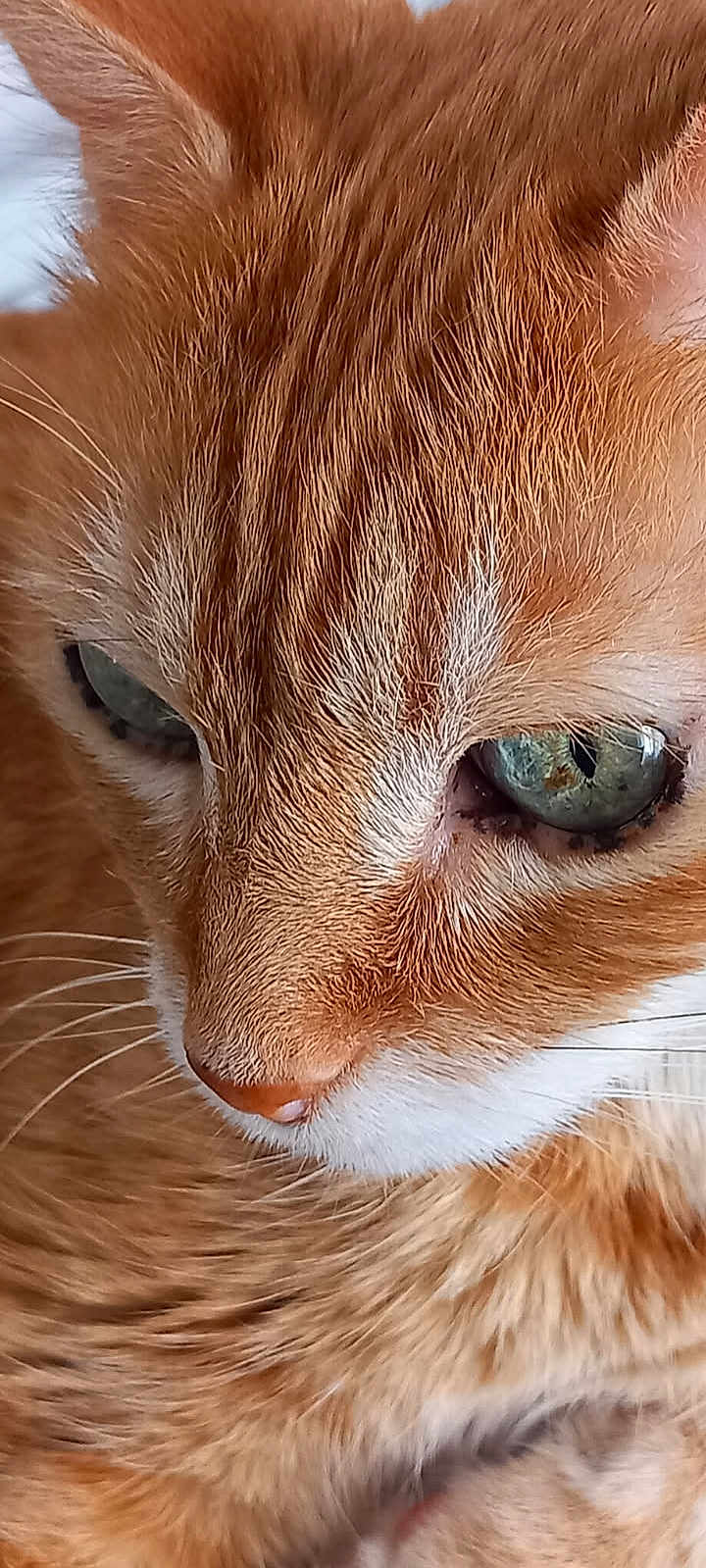 Canelle
