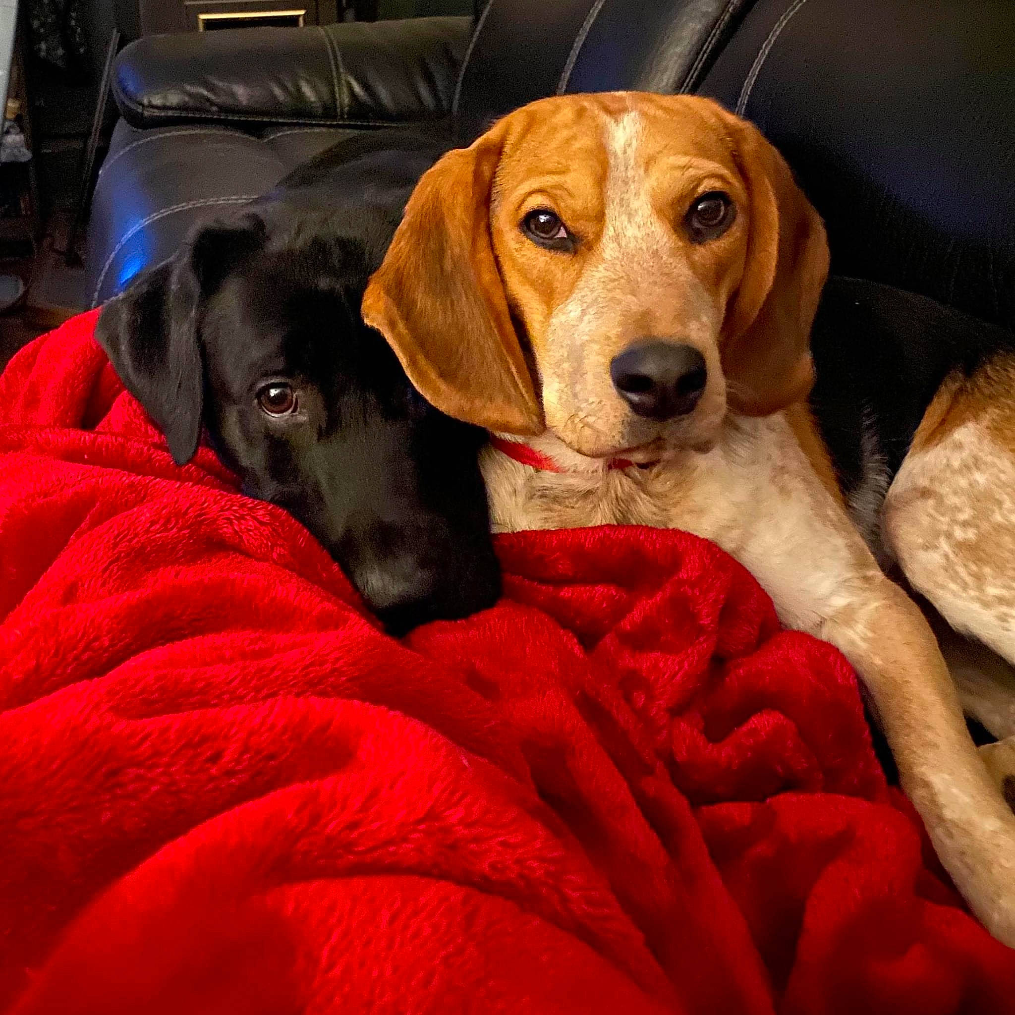 Ares is registered to the contest to win money with this photo: american_foxhound, beagador, canidae, carnivore, companion_dog, coonhound, dog, dog_breed, english_coonhound, harrier, hound, hunting_dog, mammal, mountain_cur, plott_hound, rare_breed_dog, rhodesian_ridgeback, snout, sporting_group, vertebrate