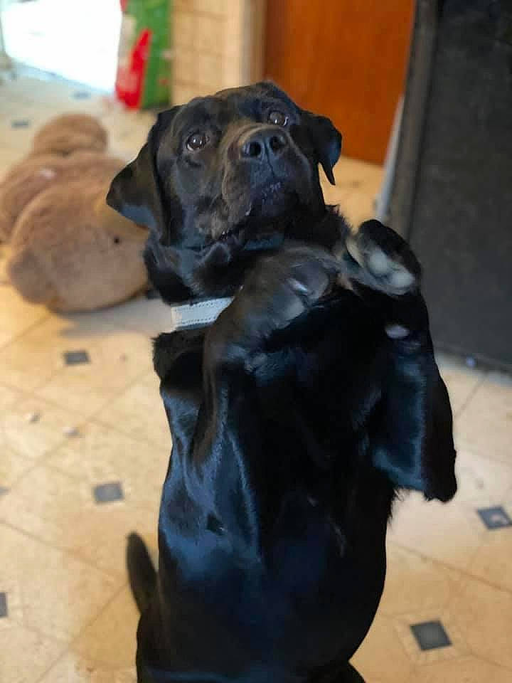 Ares joined the competition — help win amazing prizes! bandog, boerboel, boxer, cane_corso, canidae, carnivore, companion_dog, dog, dog_breed, fawn, fila_brasileiro, guard_dog, labrador_retriever, molosser, non_sporting_group, patterdale_terrier, puppy, snout, sporting_group, working_dog