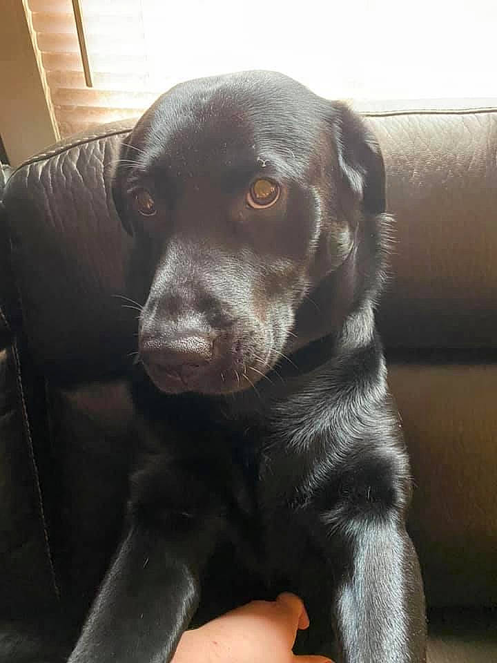 Ares joined the competition — help win amazing prizes! beagador, blue_lacy, borador, canidae, carnivore, dog, dog_breed, labrador_retriever, mammal, nose, patterdale_terrier, pointing_breed, puppy, retriever, snout, sporting_group, vertebrate