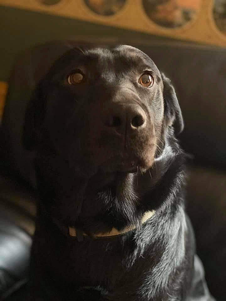 Ares joined the competition — help win amazing prizes! beagador, canidae, carnivore, companion_dog, dog, dog_breed, labrador_retriever, mammal, nose, pointer, pointing_breed, puppy, retriever, snout, sporting_group, vertebrate, whiskers