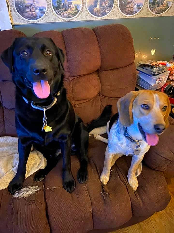 Link is registered to the contest to win money with this photo: beagador, canidae, carnivore, companion_dog, dachshund, dog, dog_breed, fawn, labrador_retriever, mammal, snout, sporting_group, vertebrate, weimaraner