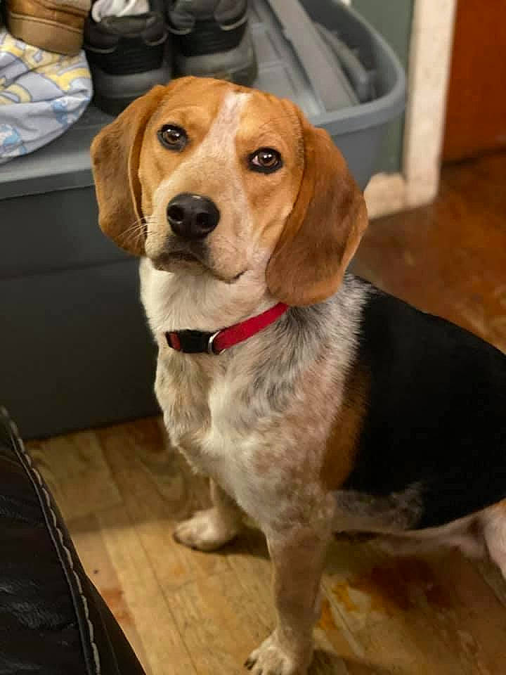 Link joined the competition — help win amazing prizes! american_foxhound, basset_artesien_normand, beagador, beagle, beagle_harrier, beaglier, canidae, carnivore, companion_dog, dog, dog_breed, english_coonhound, harrier, hound, mammal, pocket_beagle, rare_breed_dog, snout, treeing_walker_coonhound, vertebrate
