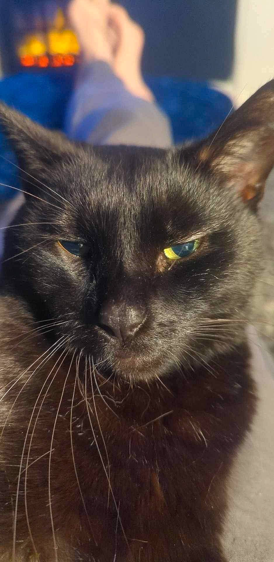 Milo is registered to the contest to win money with this photo: black_cat, carnivore, cat, close_up, domestic_short_haired_cat, electric_blue, felidae, fur, sky, small_to_medium_sized_cats, snout, terrestrial_animal, whiskers