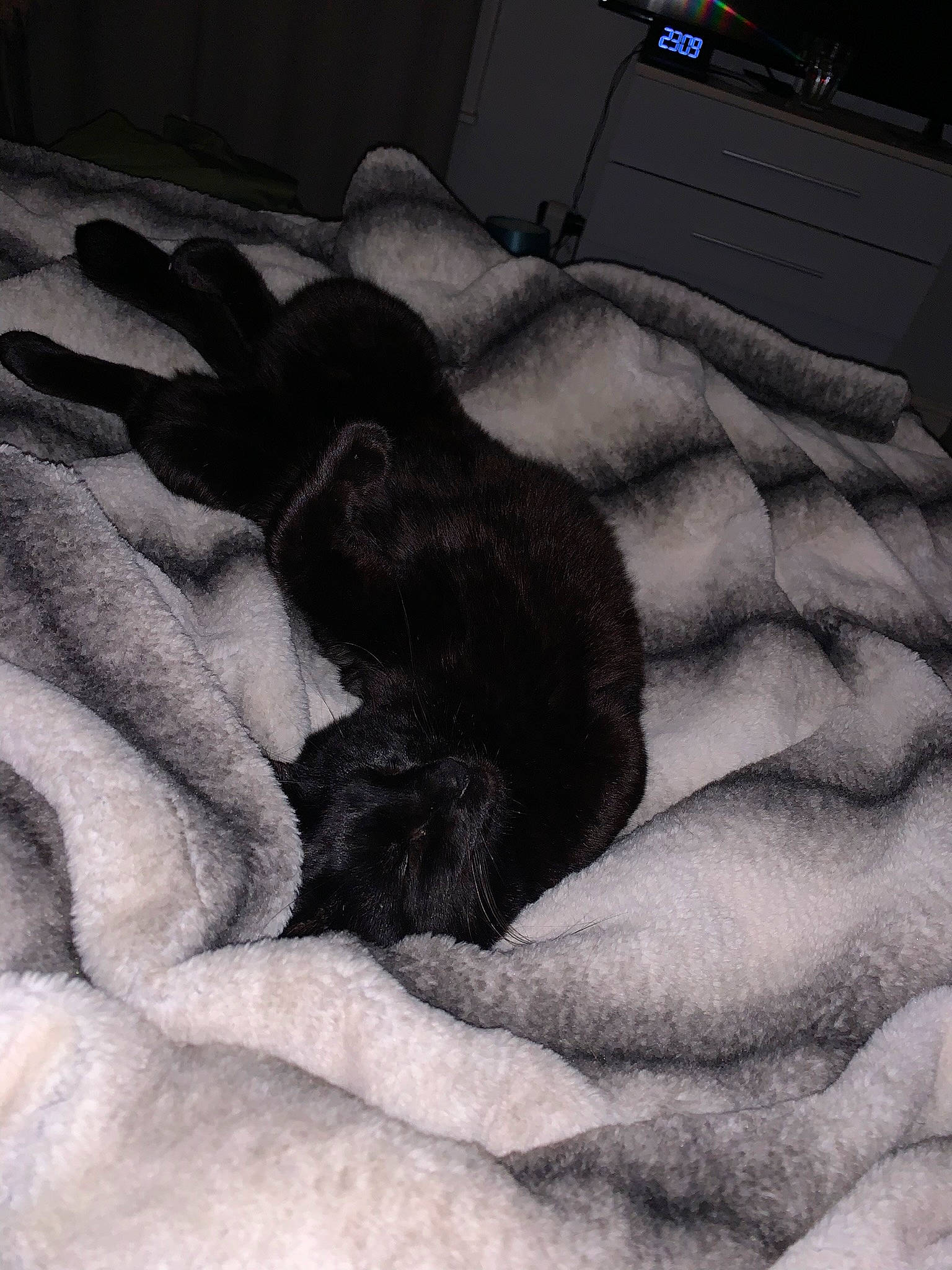 Milo is registered to the contest to win money with this photo: art, black_and_white, comfort, companion_dog, dog_breed, drawing, felidae, finger, foot, gesture, grey, hand, human_leg, mammal, monochrome, monochrome_photography, painting, small_to_medium_sized_cats, tail, vertebrate