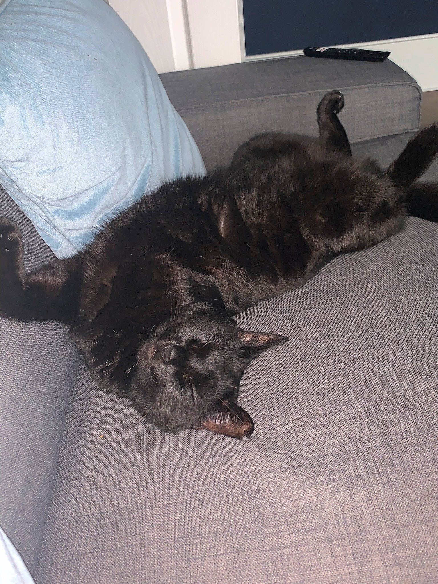 Milo is registered to the contest to win money with this photo: black_cat, canidae, carnivore, cat, claw, comfort, companion_dog, dog_breed, domestic_short_haired_cat, felidae, floor, flooring, fur, grey, nap, paw, small_to_medium_sized_cats, sporting_group, tail, whiskers