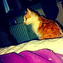 Bob participe au concours pour gagner de l'argent avec cette photo : cat, orange_cat, white_cat, bed, blanket, purple_blanket, window, curtains, indoor, pet, animal, feline, looking, side_view, radiator, night, dark_room, cozy, resting, fur