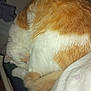 Bob participe au concours pour gagner de l'argent avec cette photo : cat, sleeping, orange_and_white, curled_up, fur, tail, indoor, cozy, resting, pet, animal, texture, blanket, soft, comfortable, feline, close_up, quiet, relaxed, domestic