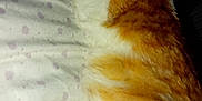 Bob participe au concours pour gagner de l'argent avec cette photo : cat, sleeping, orange_and_white, feline, pet, cozy, blanket, indoor, resting, fur, paw, cute, animal, domestic, relaxation, soft, quiet, comfort, night, peaceful