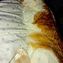 cat, sleeping, orange_and_white, feline, pet, cozy, blanket, indoor, resting, fur, paw, cute, animal, domestic, relaxation, soft, quiet, comfort, night, peaceful