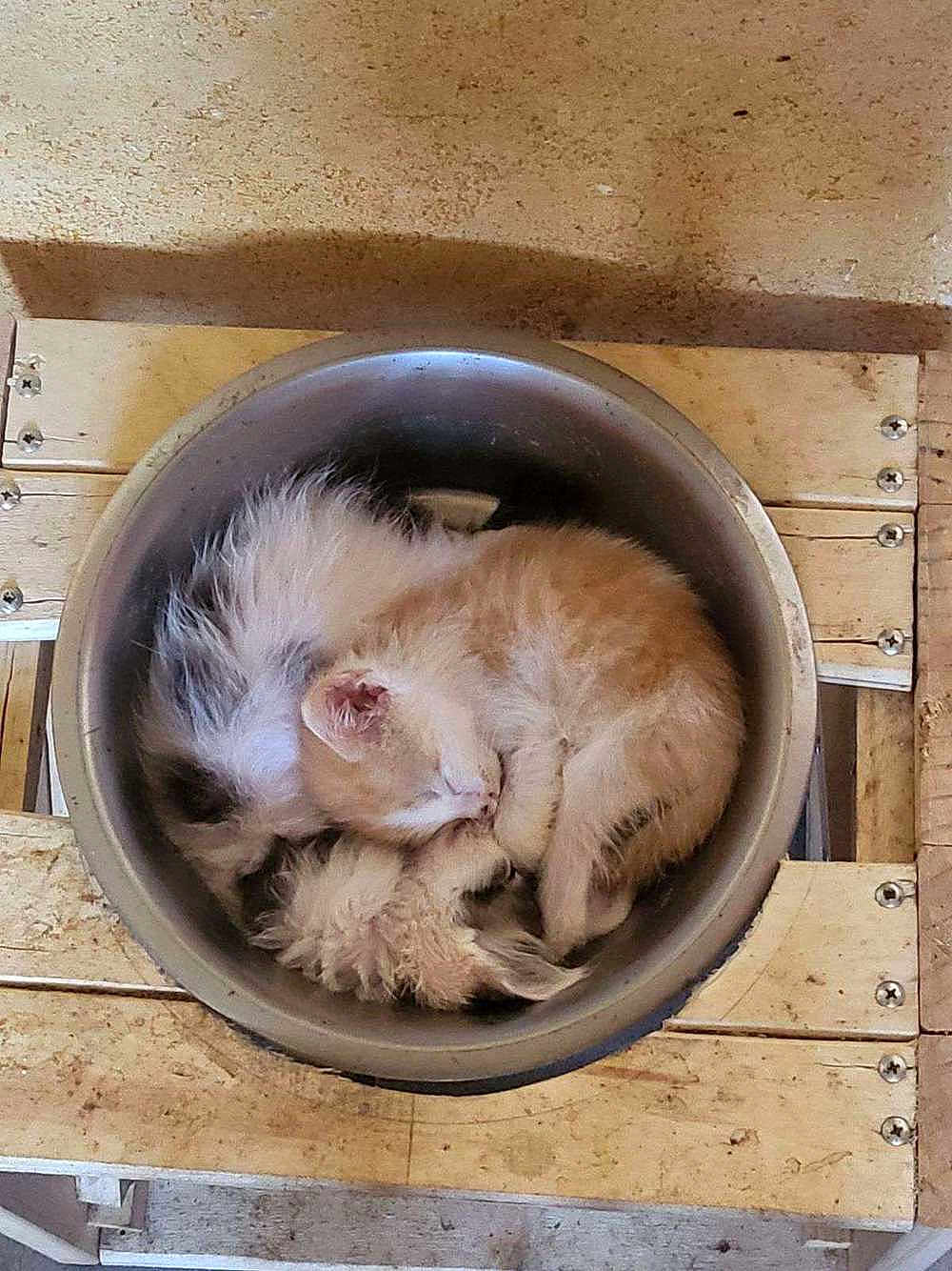 Bob a rejoint le concours — aidez-le/la à gagner de superbes lots ! kitten, cat, sleeping, curled_up, metal_bowl, fluffy, cute, wood, rustic, indoor, pet, animal, feline, cozy, resting, small, adorable, fur, companion, nestled