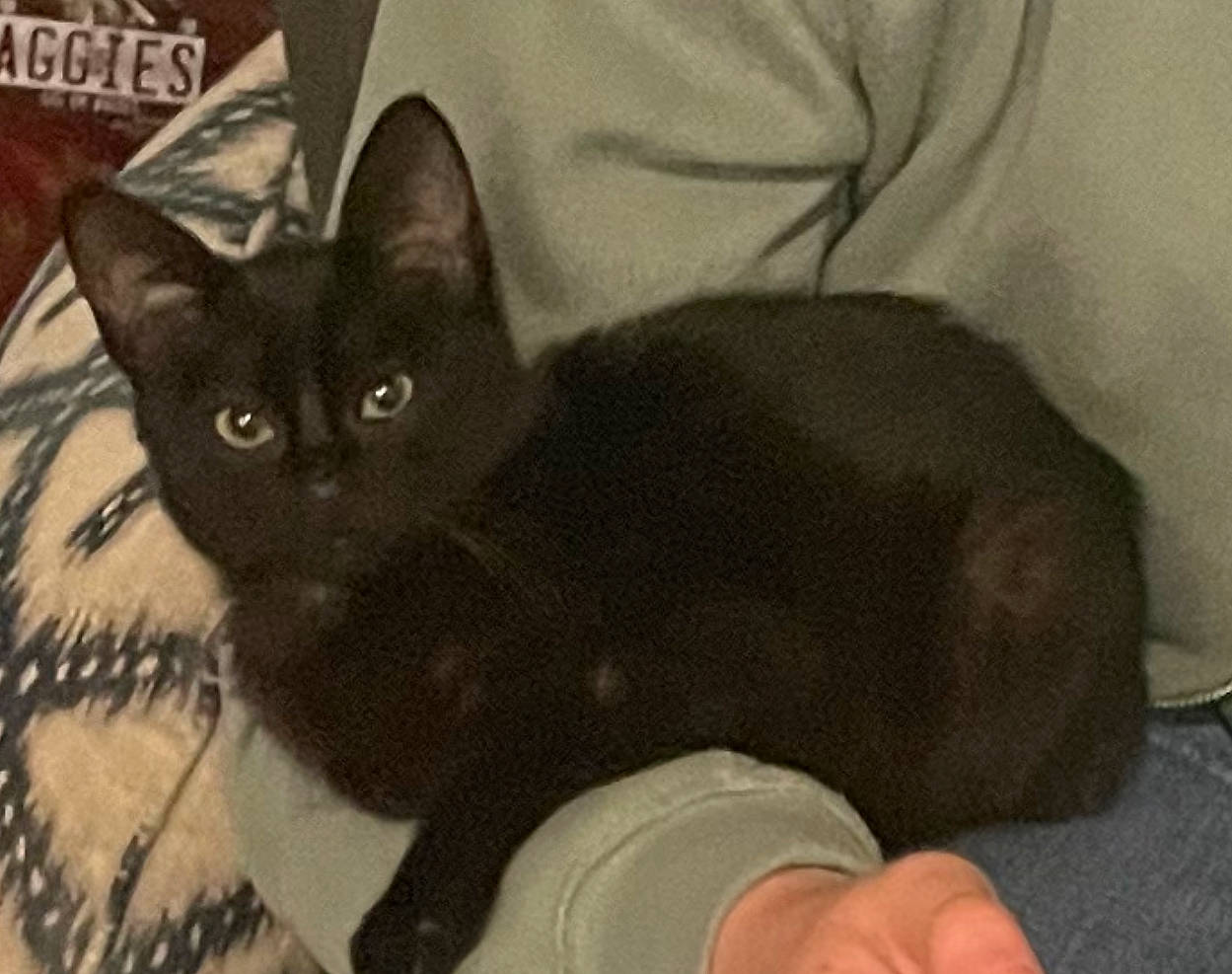 Boo joined the competition — help win amazing prizes! black_cat, bombay, carnivore, cat, cat_supply, claw, comfort, domestic_short_haired_cat, ear, eye, felidae, fur, havana_brown, paw, photo_caption, small_to_medium_sized_cats, snout, tail, terrestrial_animal, whiskers