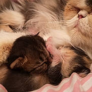 Maya a rejoint le concours — aidez-le/la à gagner de superbes lots ! baby, carnivore, cat, child, fawn, felidae, fur, kitten, mammal, nap, norwegian_forest_cat, paw, ragamuffin, ragdoll, sleep, small_to_medium_sized_cats, whiskers