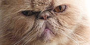 Elvis participe au concours pour gagner de l'argent avec cette photo :