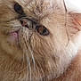Elvis participe au concours pour gagner de l'argent avec cette photo :