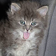 Ninette a rejoint le concours — aidez-le/la à gagner de superbes lots ! british_semi_longhair, carnivoran, cat, cat_like_mammal, domestic_long_haired_cat, domestic_short_haired_cat, kitten, mammal, nebelung, norwegian_forest_cat, persian, siberian, small_to_medium_sized_cats, vertebrate, whiskers