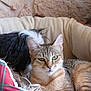 Nala participe au concours pour gagner de l'argent avec cette photo :