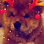 Olia participe au concours pour gagner de l'argent avec cette photo : carnivoran, christmas, computer_wallpaper, dog, dog_breed_group, dog_like_mammal, pomeranian, puppy, puppy_love, snout