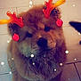 Olia participe au concours pour gagner de l'argent avec cette photo : carnivoran, dog, dog_breed_group, dog_like_mammal, mammal, pomeranian, puppy, shih_tzu, snout, vertebrate