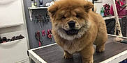 Olia a rejoint le concours — aidez-le/la à gagner de superbes lots ! carnivoran, chow_chow, companion_dog, dog, dog_breed, dog_breed_group, dog_like_mammal, non_sporting_group, snout