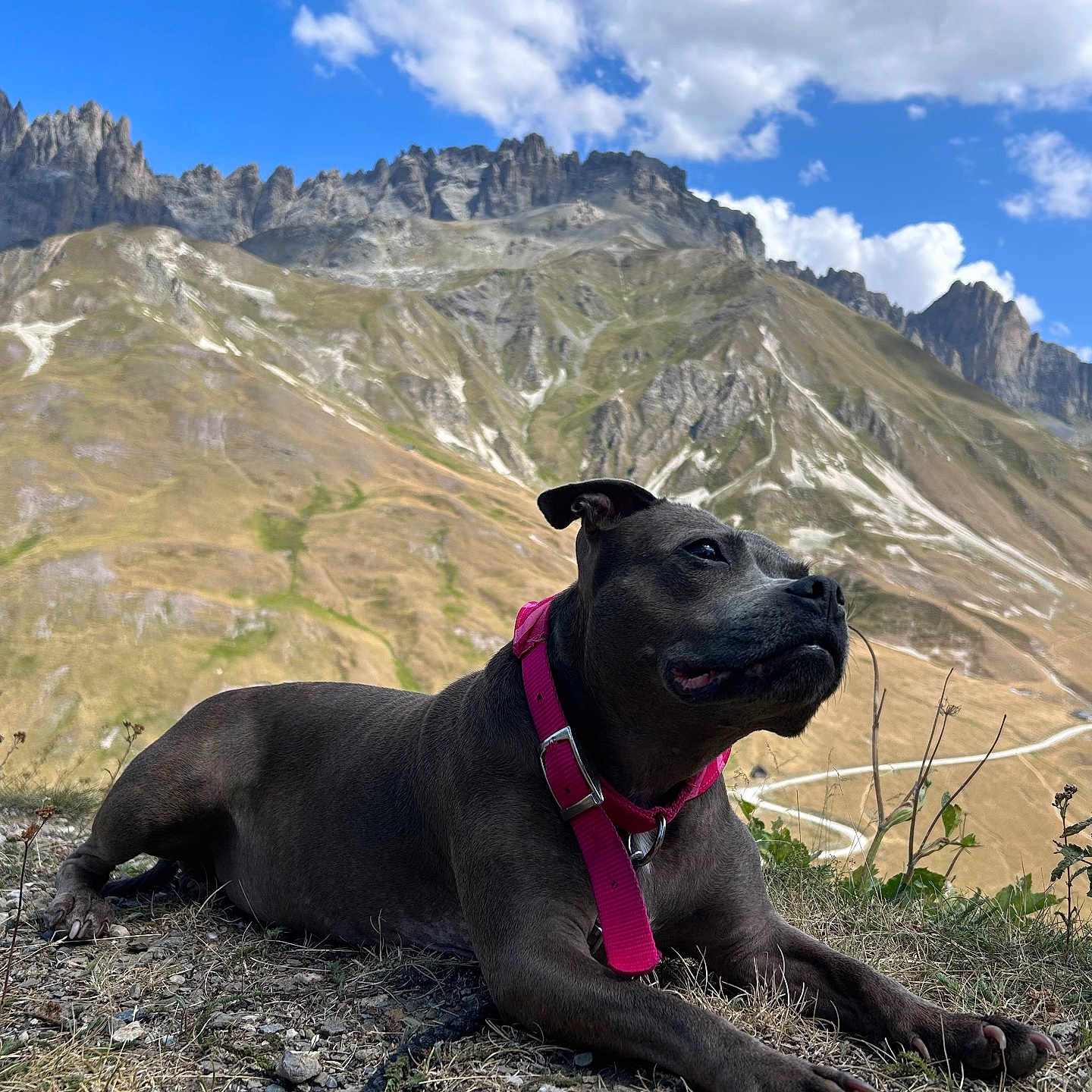 Orna participe au concours pour gagner de l'argent avec cette photo : dog, mountains, outdoor, nature, sky, clouds, collar, rocky_ground, landscape, animal, pet, brown_dog, grass, scenery, hiking, resting, sunlight, trail, wildlife, canine