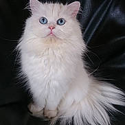 Dun participe au concours pour gagner de l'argent avec cette photo : cat, white_cat, fluffy, blue_eyes, pet, feline, sitting, portrait, indoor, animal, cute, fur, whiskers, tail, chair, leather, domestic_cat, looking_up, soft, adorable
