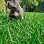 Abby a rejoint le concours — aidez-le/la à gagner de superbes lots ! adorable, animal, background_blur, canine, cute, daylight, dog, ears, french_bulldog, fur, garden, grass, greenery, nature, outdoor, pet, puppy, small, snout, young