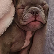 Abby participe au concours pour gagner de l'argent avec cette photo : adorable, animal, blanket, close_up, comfort, couch, cozy, cute, dog, face, fur, indoor, nose, pet, puppy, relaxation, resting, sleeping, soft, young