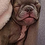 adorable, animal, blanket, close_up, comfort, couch, cozy, cute, dog, face, fur, indoor, nose, pet, puppy, relaxation, resting, sleeping, soft, young